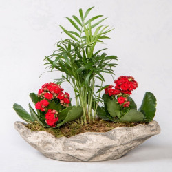 Dekoratif Saksıda Chamadore ve Kalanchoe