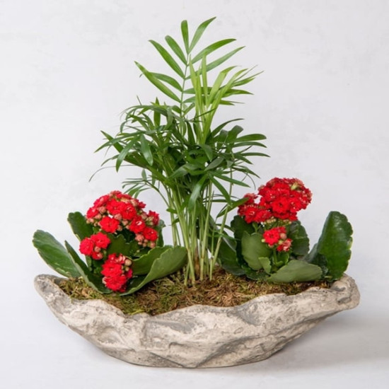 Dekoratif Saksıda Chamadore ve Kalanchoe