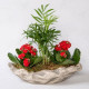 Dekoratif Saksıda Chamadore ve Kalanchoe