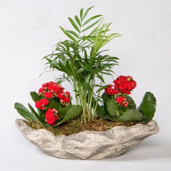 Dekoratif Saksıda Chamadore ve Kalanchoe