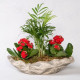 Dekoratif Saksıda Chamadore ve Kalanchoe