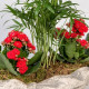 Dekoratif Saksıda Chamadore ve Kalanchoe